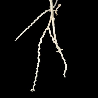 Genlisea hispidula {Transvaal}