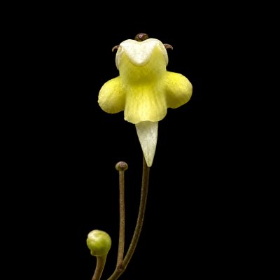 Genlisea repens